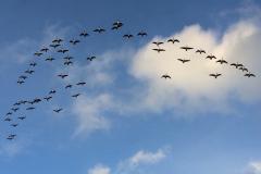 Reader's photo: Geese prepare to migrate