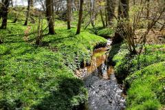 Reader's photo: A view of Spencer Brook