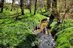 Reader's photo: A view of Spencer Brook