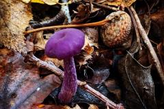 Reader's Photo: An amethyst deceiver