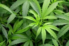Cheshire Constabulary sees highest rise in drug seizures across England and Wales