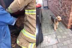 Dog rescued after getting head stuck in a gate