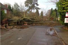 Boxing night storm brings trees down