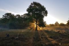 Reader's Photo: Lindow Common sunrise