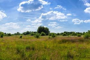 HandforthMeadows