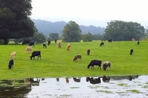 Harefield Grazing Land 260812