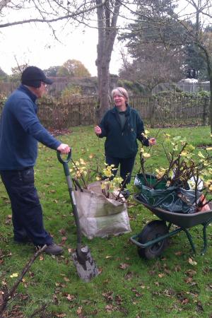 currant bushes for wilmslow.co