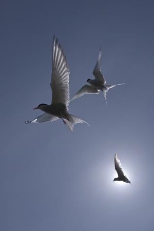Sun Terns by Kris Worsley2