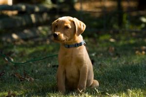 PUP ON LEAD