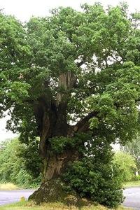 450px-Baginton_oak_tree_july06