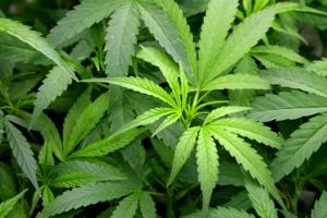cannabisae