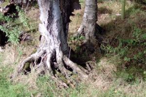 Trees in shrinking soil