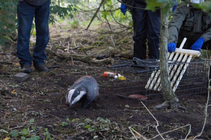 Badger released after vaccination 1 - Copy