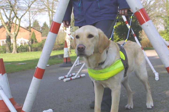 dog in the frame obstacle