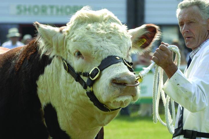 Hereford bull