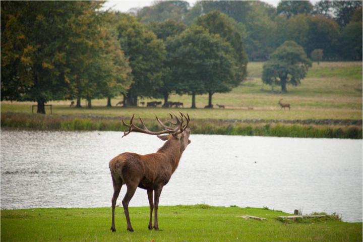 Stag in Tatton's parkland