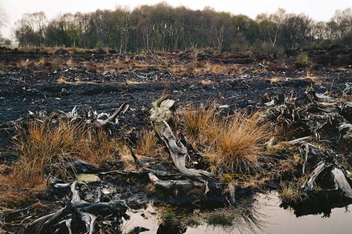 Lindow Moss by Stephen Vaughan