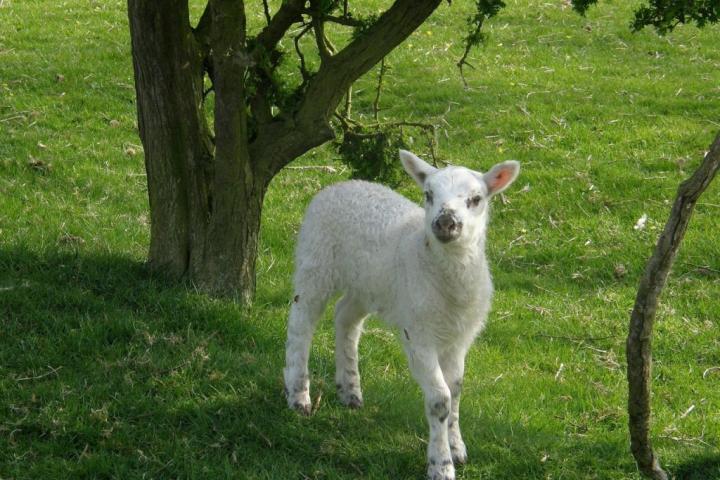 spring lamb