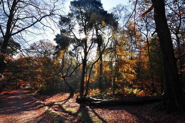 Alderley Woods by Don Hood