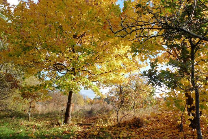 Trees in Phase 1 27 Oct 12 (lr)