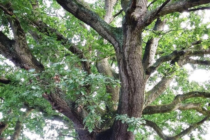 Turkey Oak